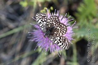 Melitaea latonigena