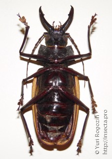 Самец  Macrodontia castroi