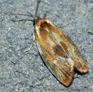 Eulia ministrana