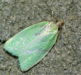 Tortrix viridana