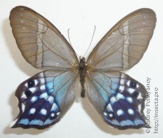 Самец  Pierella hyalinus