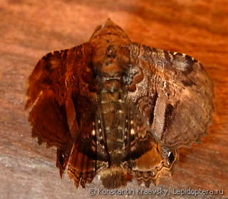 Lepidoptera