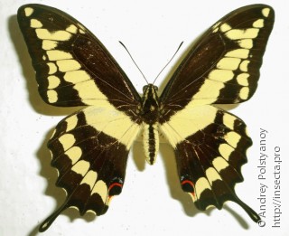 Самец  Papilio melonius