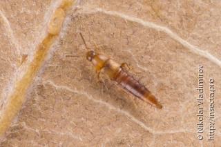 Staphylinidae