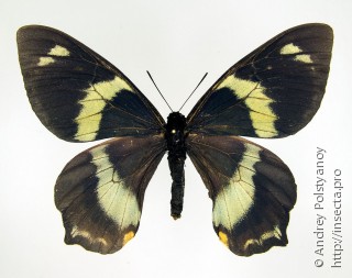 Самка  Papilio toboroi