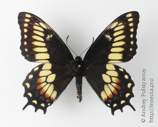 Самка  Papilio hellanichus
