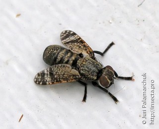 Platystomatidae