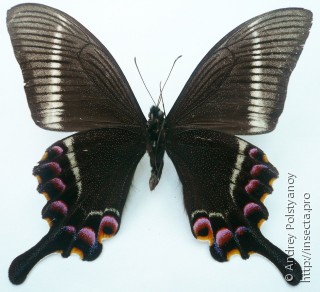 Papilio krishna thawgawa