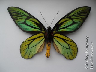 Ornithoptera alexandrae
