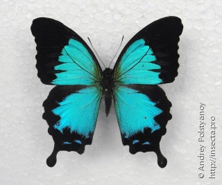 Самец  Papilio montrouzieri