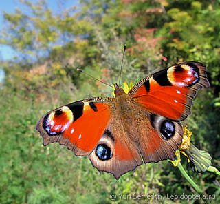 Aglais io