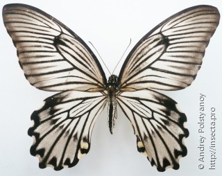 Самка  Papilio jordani