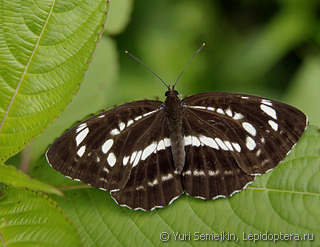 Neptis andetria