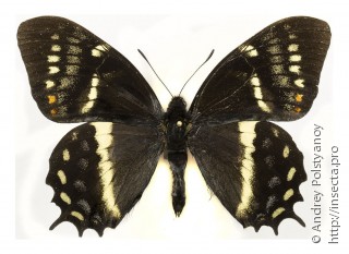 Самец  Papilio cacicus