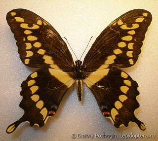 Самец  Papilio cresphontes