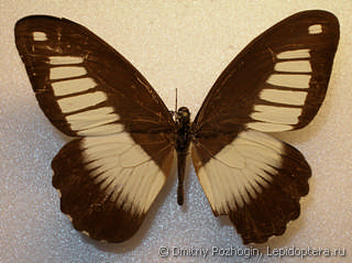 Papilio cynorta