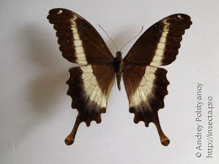 Самец  Papilio leucotaenia