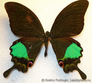 Самец  Papilio karna
