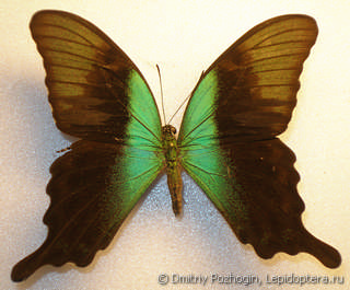 Самец  Papilio peranthus