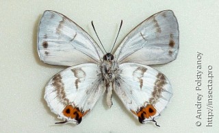 Thermozephyrus ataxus kirishimaensis