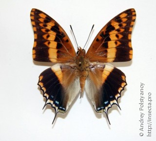 Charaxes jasius saturnus