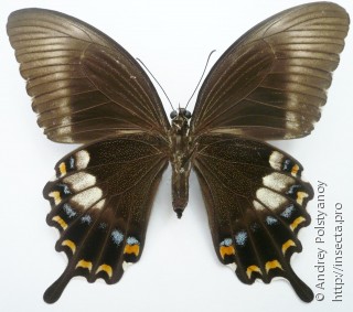 Papilio fuscus lapathus