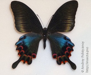 Самка  Papilio hoppo