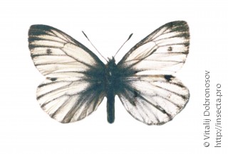 Pieris bryoniae caucasica