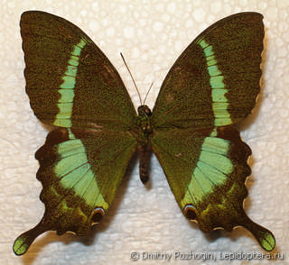 Papilio crino