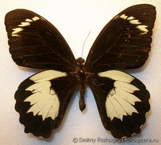 Самец  Papilio aegeus