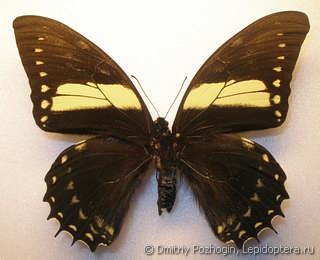 Самец  Papilio menatius