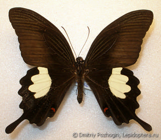 Papilio helenus