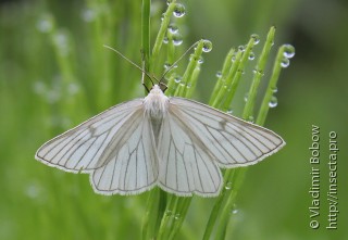 Siona lineata