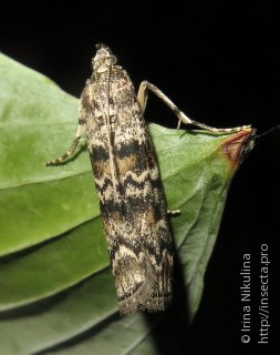 Dioryctria abietella