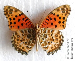 Argynnis hyperbius