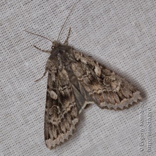 Eurois occulta