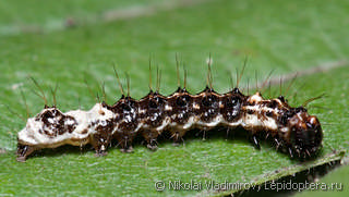 Acronicta alni