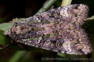 Anaplectoides prasina