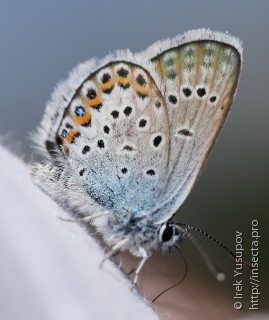 Plebejus argus