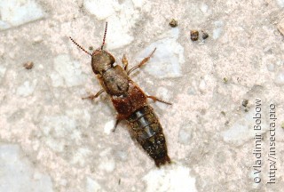 Staphylinidae