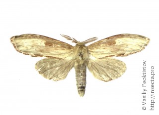 Самец  Lirimiris meridionalis