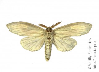 Самец  Lirimiris meridionalis