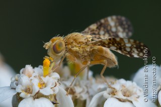 Самец  Oxyna flavipennis