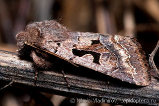 Orthosia gothica