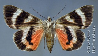 Самка  Catocala semirelicta
