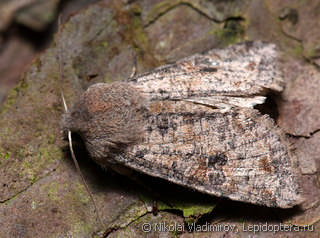 Orthosia incerta