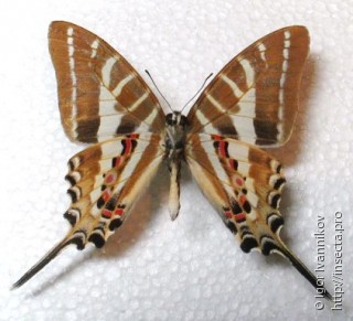 Graphium aristeus