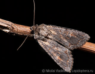 Polia bombycina