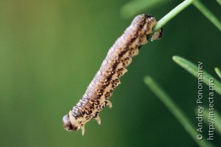 Личинка  Anoplonyx apicalis