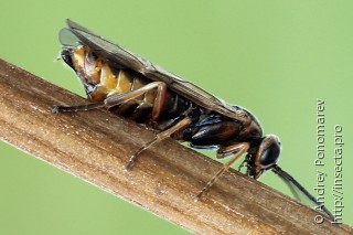 Имаго  Amauronematus viduatus